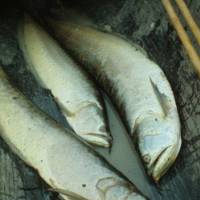 Arawana fish (Osteoglossum bicirrhosum).